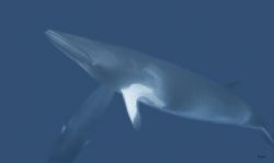 Dwarfe minke whale. GBR Australia. 3 feet under surface w... by Ray Greek 